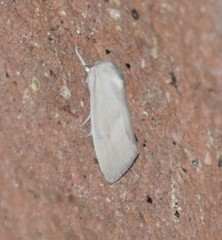 Leucocnemis nivalis