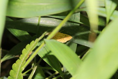 Notarcha aurolinealis