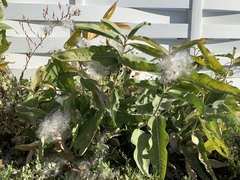 Asclepias speciosa