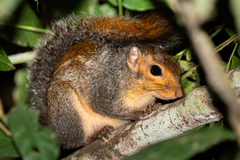 Red-Cheeked Rope Squirrel photo 2
