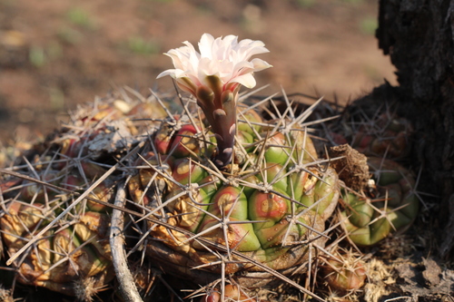 Gymnocalycium chiquitanum