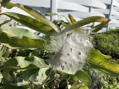 Asclepias speciosa