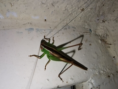 Conocephalus magdalenae