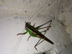 Conocephalus magdalenae