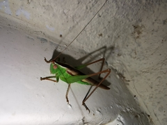 Conocephalus magdalenae