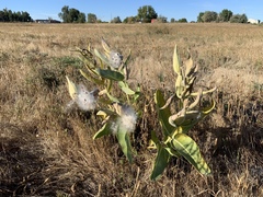 Asclepias speciosa
