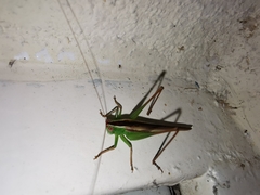 Conocephalus magdalenae