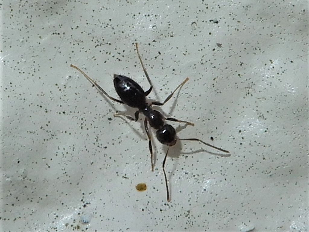 White-footed House Ant