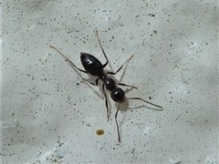 Technomyrmex jocosus