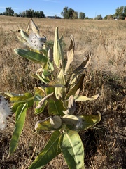 Asclepias speciosa