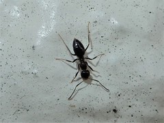 Technomyrmex jocosus