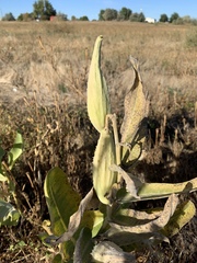 Asclepias speciosa