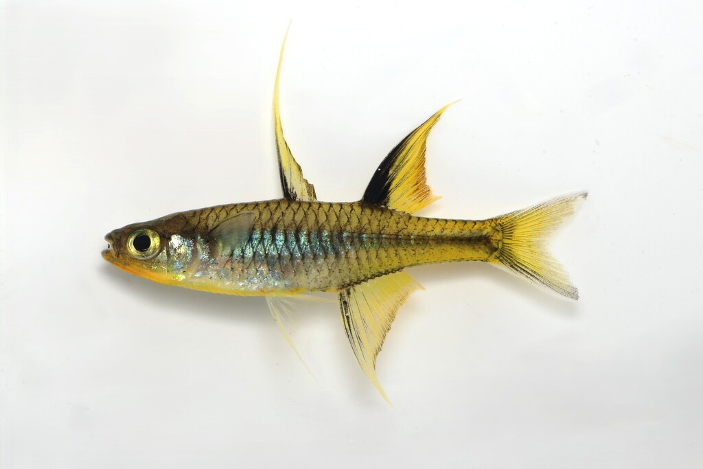 Pacific Blue Eye