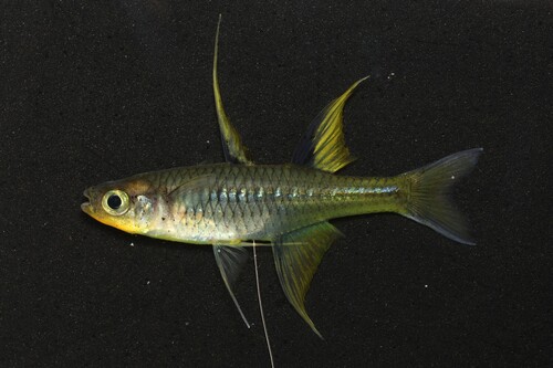 Blue eye (Pseudomugil signifer) — Pseudomugilidae — 2