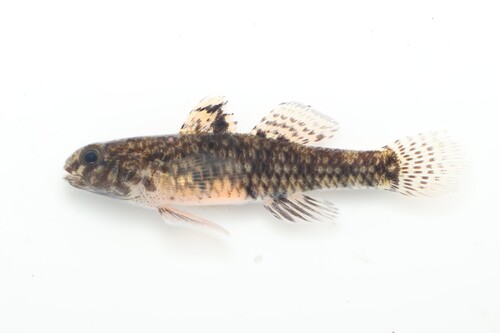 Bigmouth goby (Redigobius bikolanus) — Gobiidae — 2
