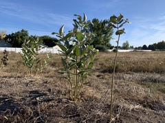 Asclepias speciosa