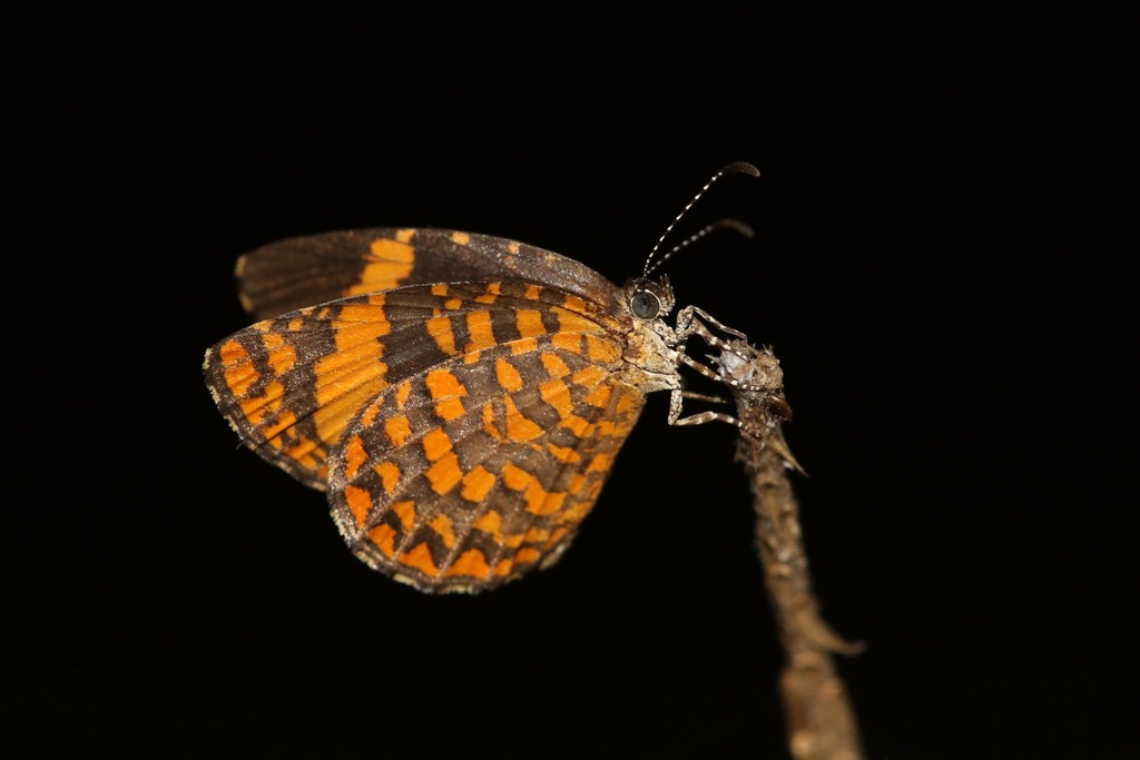 Baliochila