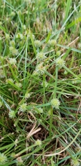 Cyperus hortensis