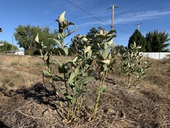 Asclepias speciosa