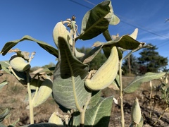 Asclepias speciosa