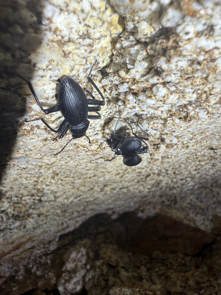 Rhinandrus gracilis