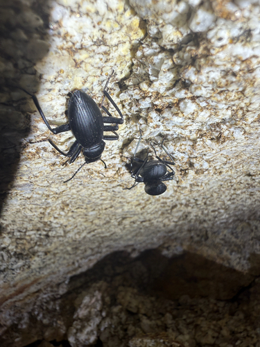 Rhinandrus gracilis