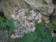 Adenostyles australis