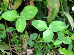 Trifolium pratense