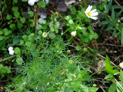 Tripleurospermum inodorum