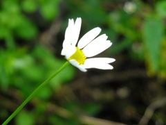 Tripleurospermum inodorum