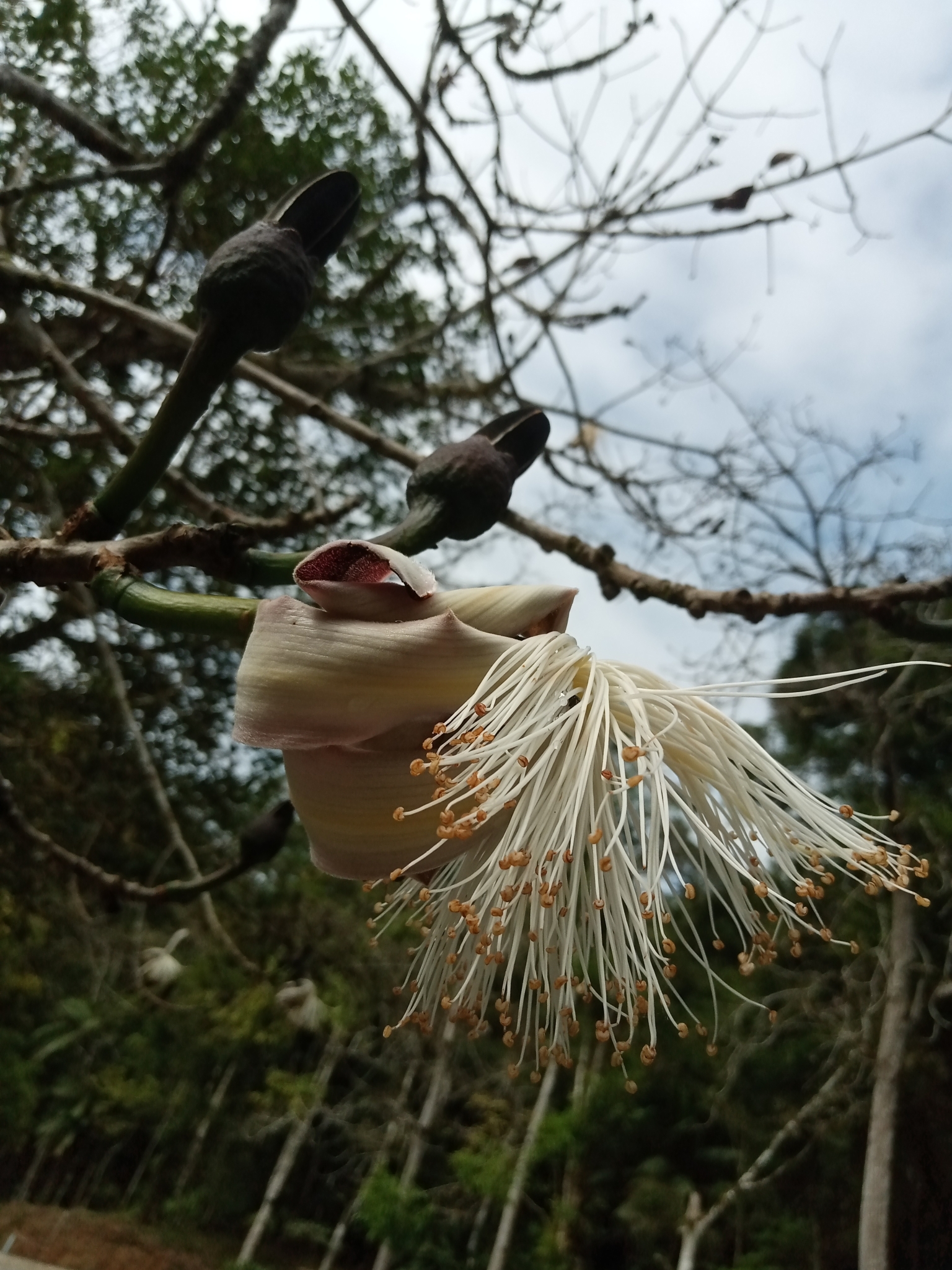 Pseudobombax majus
