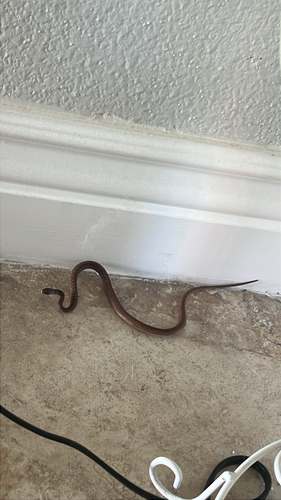 Florida Brownsnake
