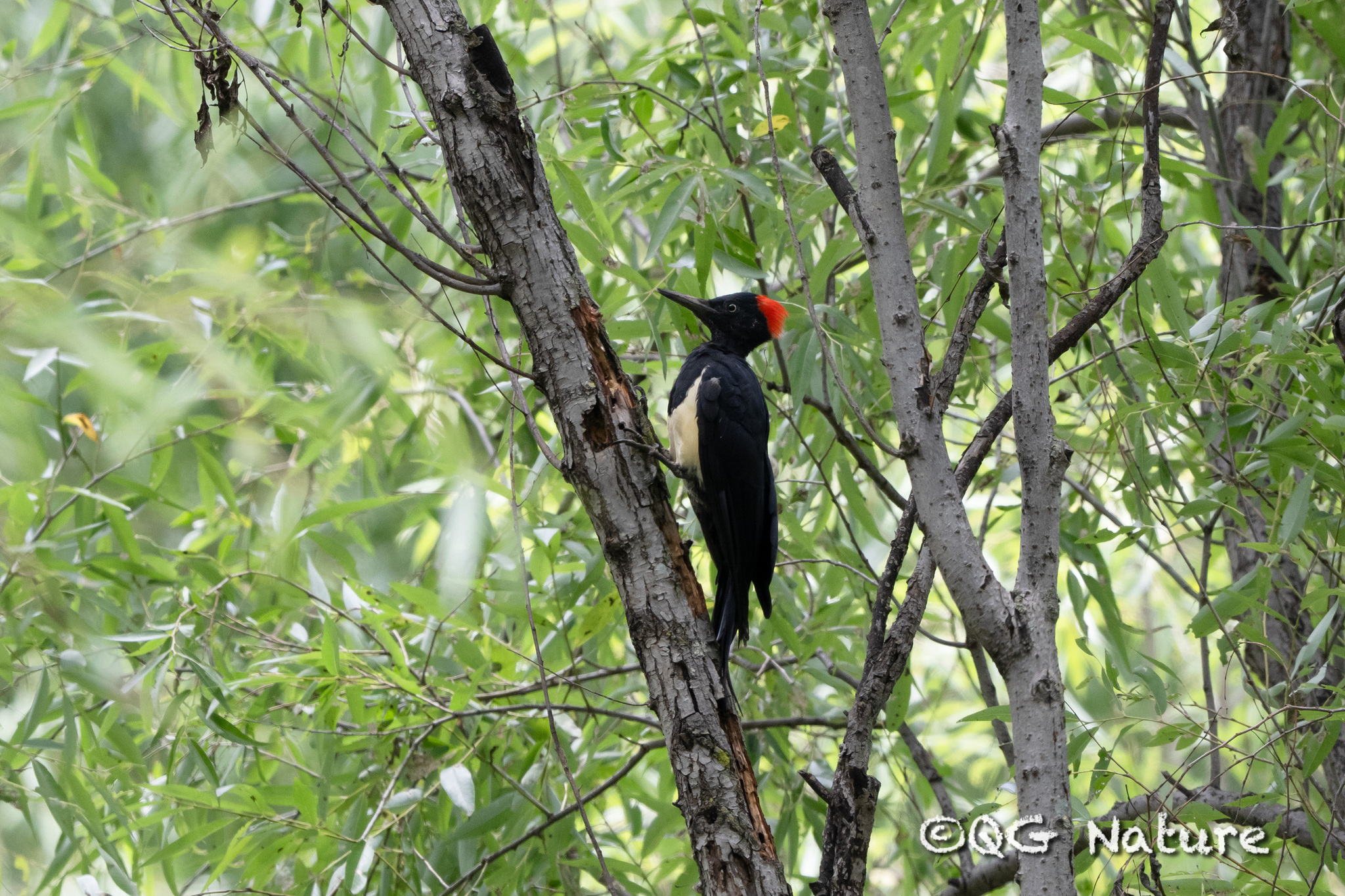 White-bellied Woodpecker