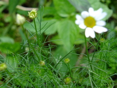 Tripleurospermum inodorum