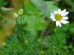 Tripleurospermum inodorum