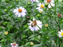 Apis mellifera