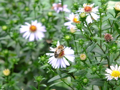 Apis mellifera