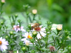 Apis mellifera