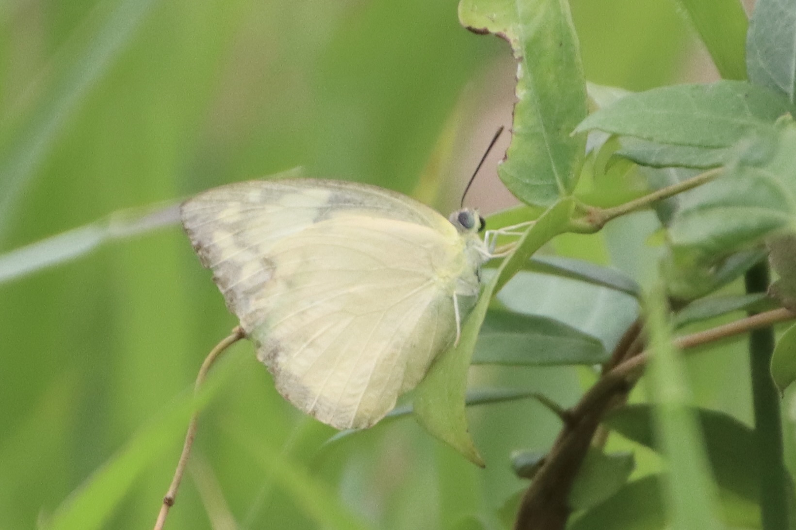 Lemon Emigrant