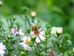 Apis mellifera
