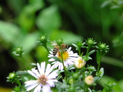 Apis mellifera