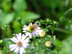 Apis mellifera