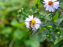 Apis mellifera