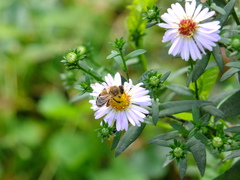 Apis mellifera