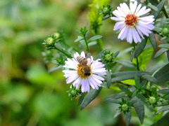 Apis mellifera
