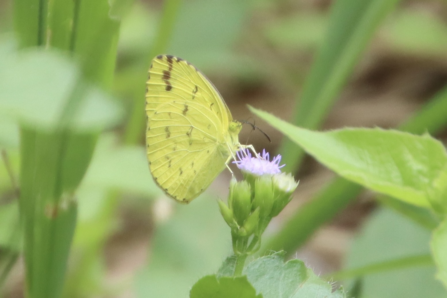 Common Grass Yellow