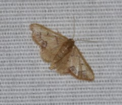 Idaea kendallaria