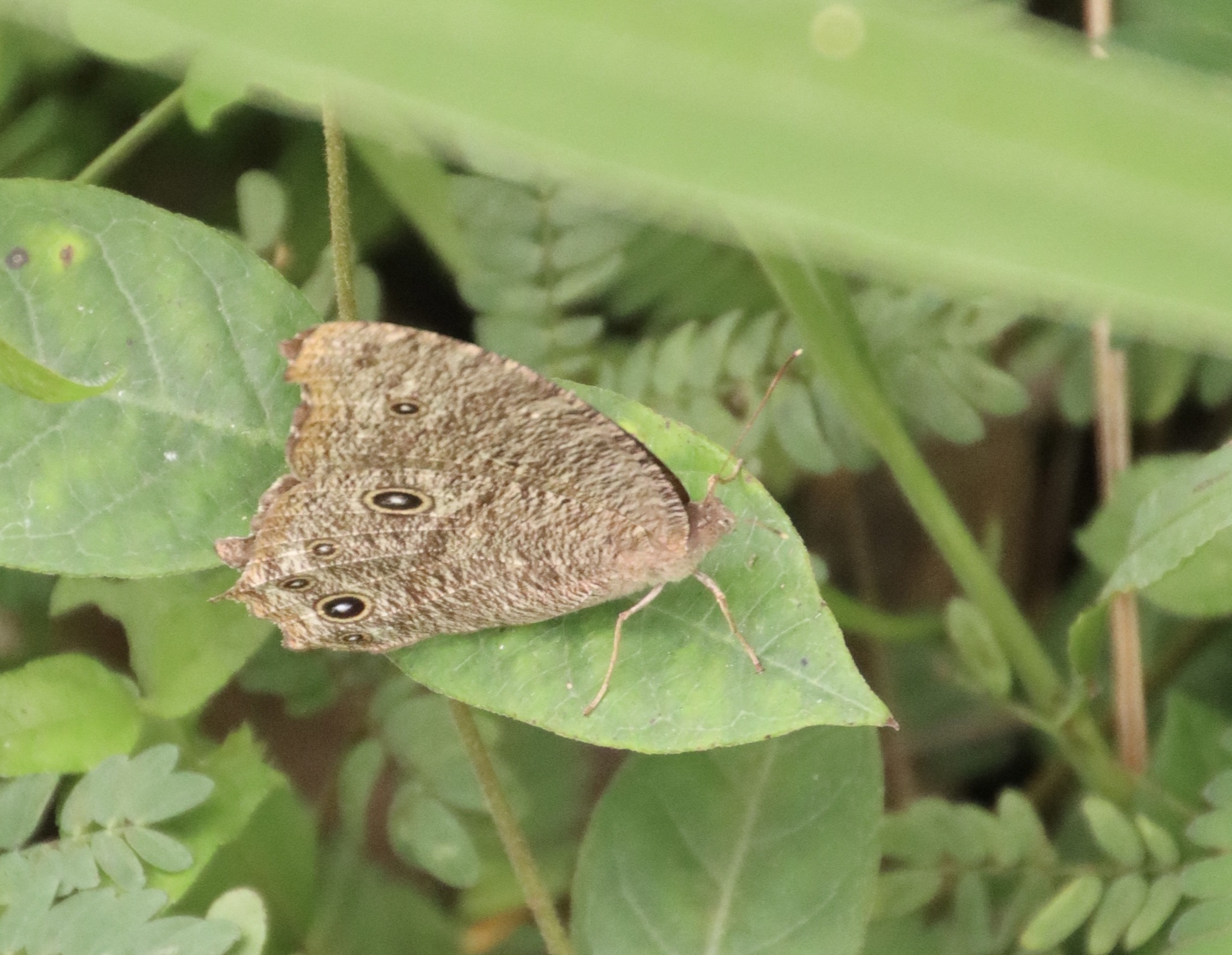 Common Evening Brown