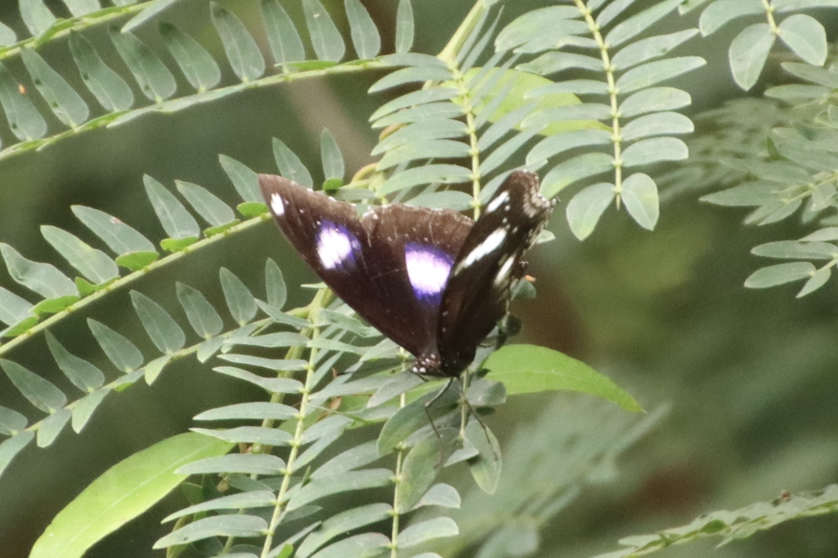 Great Eggfly