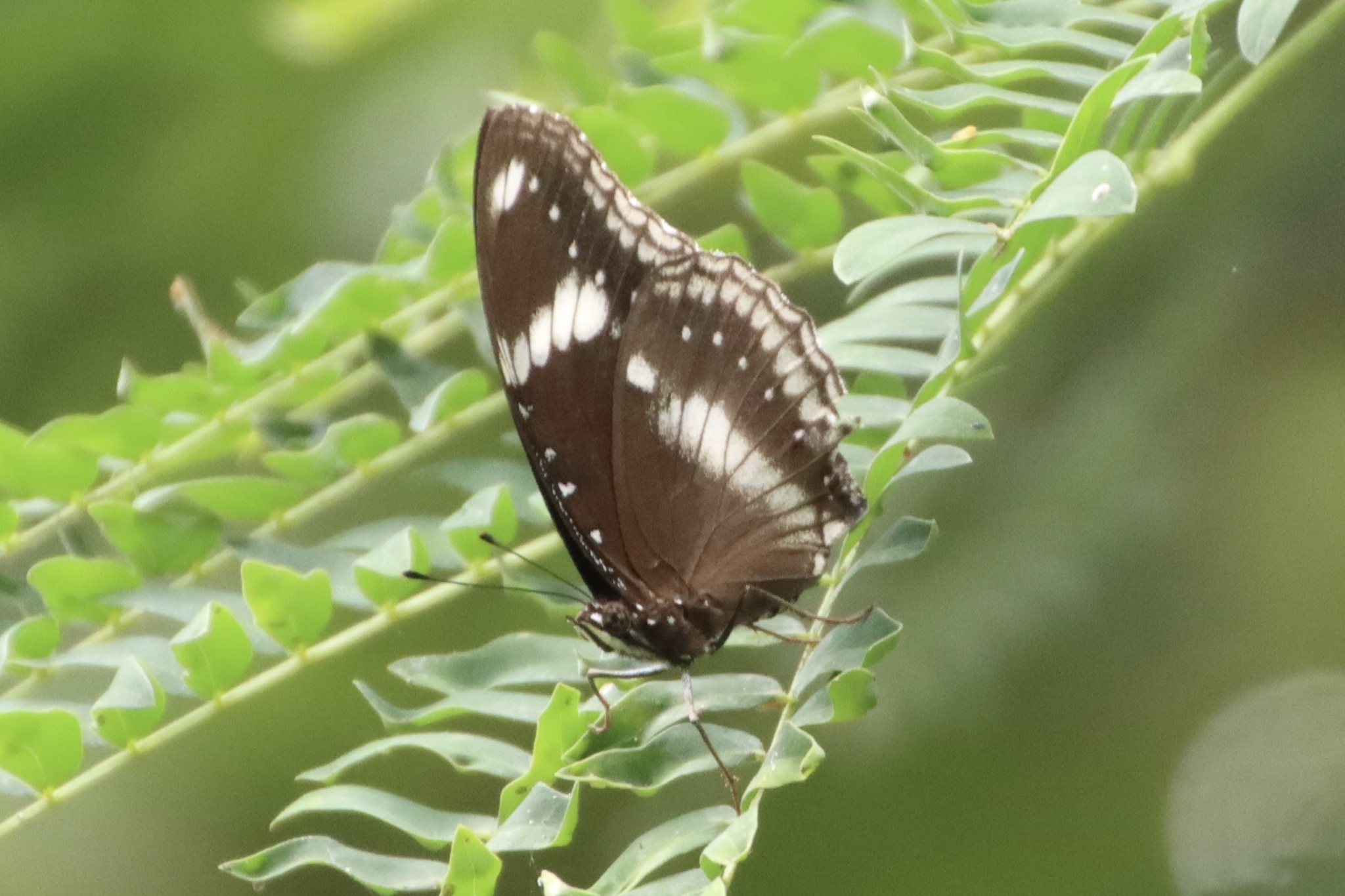 Great Eggfly